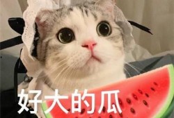 娱乐吃瓜君五条喵,揭秘娱乐圈五大热门事件背后的真相