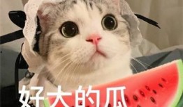 娱乐吃瓜君五条喵,揭秘娱乐圈五大热门事件背后的真相