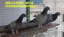 鸽子爆料打架视频播放大全,打架视频大全精彩回顾