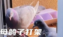 鸽子爆料打架视频播放大全,打架视频大全精彩回顾