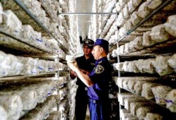 云南永善爆料案件最新,真相揭开，疑云散去，正义终至